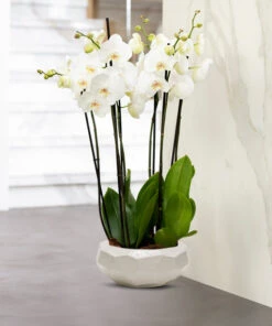 CGB2104WT - White Geometric Bowl - 9.25" W X 3.75" H -Wholesaleglassvasesint CGB2104WT C7 02954.1695682374