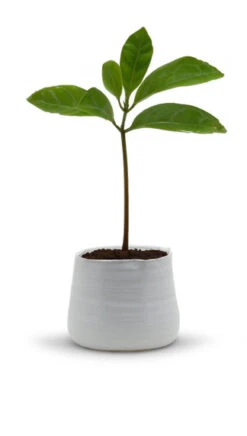 CUB6406WT - Large White Bowl Pot - 5.7" H -Wholesaleglassvasesint CUB6406WT C1 04650.1695768633