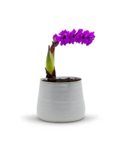 CUB6406WT - Large White Bowl Pot - 5.7" H -Wholesaleglassvasesint CUB6406WT C2 51584.1695768633