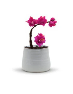 CUB6406WT - Large White Bowl Pot - 5.7" H -Wholesaleglassvasesint CUB6406WT C3 75429.1695768633