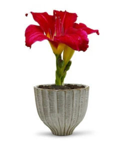 CUB8506WT - Large Fancy White Acorn Ceramic Vase - 6.5" H -Wholesaleglassvasesint CUB8506WT C3 93978.1695830033