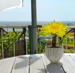 CUB8506WT - Large Fancy White Acorn Ceramic Vase - 6.5" H -Wholesaleglassvasesint CUB8506WT C4 52874.1695830033