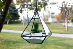 GET0308BK - Black Raised Pyramid Geometric Glass Terrarium - 8"H -Wholesaleglassvasesint GET0308BK C1 20088.1663941827