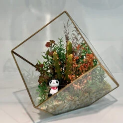 GET0408GD - Big Gold Tilted Cube Geometric Glass Terrarium - 12" -Wholesaleglassvasesint GET0408GD C1 13464 80139 04839.1686250784