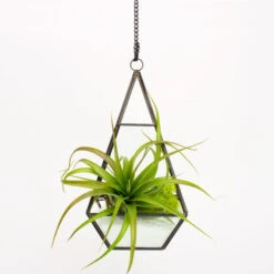 GET0610BK - Tall Black Raised Pyramid Geometric Glass Terrarium. 9.5"H - -Wholesaleglassvasesint GET0610BK C2 30944 74321 07539.1692045661