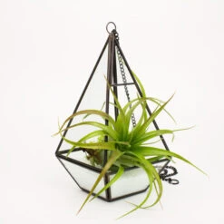 GET0610BK - Tall Black Raised Pyramid Geometric Glass Terrarium. 9.5"H - -Wholesaleglassvasesint GET0610BK C3 57439 28603 30465.1692045661
